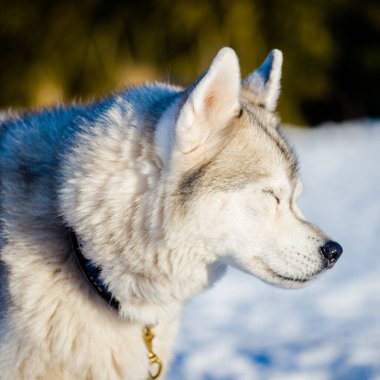 Açık ve güneşli bir kış gününde Husky karda yürüyor. Laponya, Finlandiya.