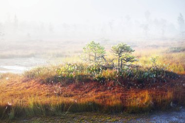 Gün doğumunda bir bataklık. Sisteki çam ağaçları. Saf sabah ışığı, ağaç gövdelerinden güneş ışınları geçiyor. Kemeri Milli Parkı, Letonya