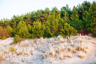 Bahar manzarası. Açık güneşli bir günde Baltık Denizi kıyısı manzarası. Letonya