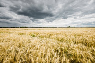 Yaz kırsalında. Bulutlu bir günde tarla manzarası, yakın çekim. ABD