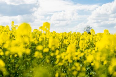 Bahar manzarası. Güneşli bir günde arka planda çiçek açan kolza tohumu tarlası ve orman manzarası. Çiçekler yakında. Letonya