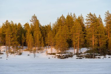 Karla kaplı donmuş nehrin üzerindeki dramatik gökyüzü. Eski yeşil ağaçlar yakın plan. Arka planda kozalaklı orman var. Kış batımı. Karelya Kuzey, Laponya