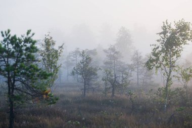 Gün doğumunda bir bataklık. Genç çam ağaçları yakın plan. Sis ve açık mavi sabah gökyüzü. Puslu bir manzara. Kemeri, Letonya