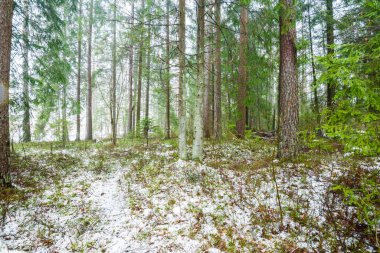 Kış kır manzarası. Karla kaplı ormanda beyaz bir sis. Çam ağaçları ve saf sabah ışığı. İsveç