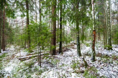 Kış kır manzarası. Ormanda beyaz bir sis. Çam ağaçları ve saf sabah ışığı. İsveç
