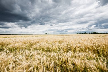 Yaz kırsalında. Bulutlu bir günde tarla manzarası, yakın çekim. ABD