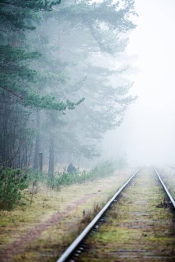 Sabahları puslu demiryolu, arka planda çam ağaçları, Letonya