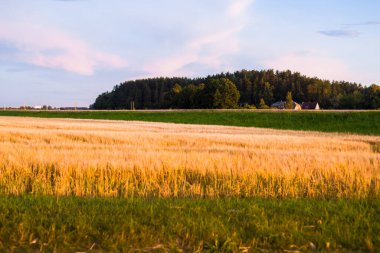 Tarım ekinleri gün batımında. Arka planda orman var. Renkli akşam bulutları. Kır manzarası. Letonya