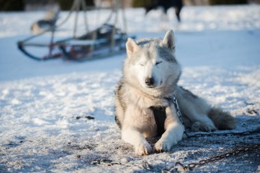 Açık ve güneşli bir kış gününde Husky karda yürüyor ve oynuyor. Laponya, Finlandiya