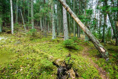 Kış kır manzarası. Ormanda beyaz bir sis. Çam ağaçları ve saf sabah ışığı. Orman yolu. Almanya