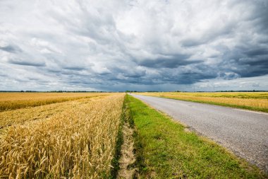 Yaz manzarası. Tarımsal tarlalardan geçen boş bir asfalt yol, arka planda orman manzarası. ABD