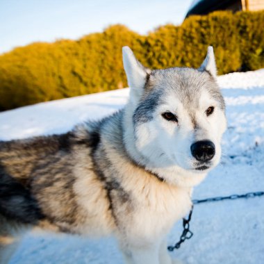 Açık ve güneşli bir kış gününde Husky karda yürüyor ve oynuyor. Laponya, Finlandiya