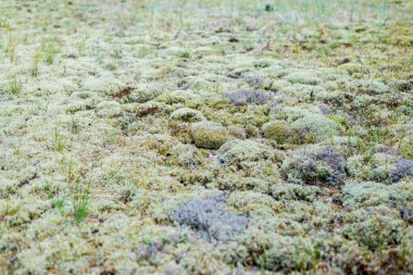 Lichen ve yeşil çimen dokusu, yakın plan. Baltık Denizi kıyısı. Estonya
