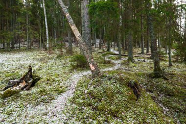 Karla kaplı kozalaklı ormanların, yeşil çam ağaçlarının ve ladin ağaçlarının arasında bir patika Almanya