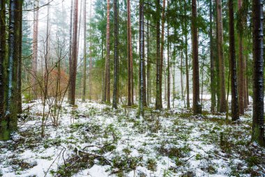Kış kır manzarası. Ormanda beyaz bir sis. Çam ağaçları ve saf sabah ışığı. İsveç