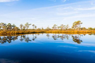 Sabah sisinde kristal berrak göl ve bataklık. Suda yansıma. Parlak mavi gökyüzü. Arka planda çam ağaçları var. Kemeri Milli Parkı, Letonya