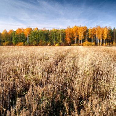 Kır manzarası. Sonbahar sezonunda mısır gevreği tarlası. Arka planda orman var. Letonya