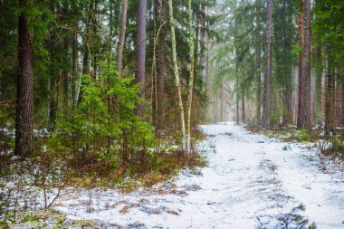 Kış kır manzarası. Ormanda beyaz bir sis. Çam ağaçları ve saf sabah ışığı. İsveç