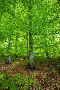 Yaz ormanı manzarası. Yeşil kayın ormanı, yakın ağaçlar. Almanya