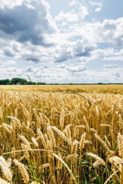 Yaz kırsalında. Bulutlu bir günde tarla manzarası, yakın çekim. ABD