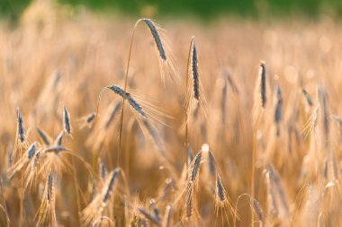 Tarım ekinleri gün batımında. Doku ve yakın çekim. Saf altın ışık