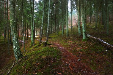 Gizemli yemyeşil ormanın içinden geçen yol. Çam, ladin, köknar ağaçları, yakın plan kütükler. Altın sonbahar yaprakları. Doğa, mevsimler, ekoloji, İsveç 'te çevre koruma. Karanlık atmosferik manzara