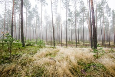 Orman manzarası. Bulutlu bir kış gününde çam ağaçlarının arasından sabah sisi. Letonya