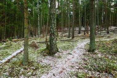 Karla kaplı karışık kozalaklı ormanda bir patika, yeşil çam ve çam ağaçları, yakın ağaç kütükleri, Almanya