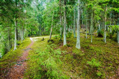 Kış kır manzarası. Ormanda beyaz bir sis. Çam ağaçları ve saf sabah ışığı. Orman yolu. Almanya