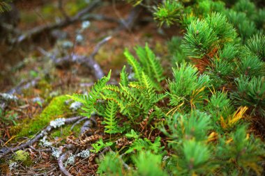 Finlandiya Körfezi 'ndeki Hanko Yarımadası' nın kayalık kıyı şeridi yakınlarındaki Evergreen Ormanı. Yeşil ağaçlar, bitkiler, taşlar, yosun ve eğreltiotu. Saf doğa, eko-turizm, seyahat noktaları, çevresel koruma
