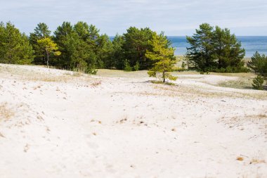 Açık bir yaz gününde Baltık Denizi manzarası. Çam ağaçları yakın plan. Ruhnu Adası, Estonya