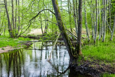 Yaz manzarası. Orman nehri ve yeşil ağaçlar. Finlandiya