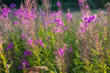 Gün batımında pembe çiçekler, yakın plan. Kahrolası kır arazisi. Yaz manzarası. Sıcak akşam güneşi. Letonya