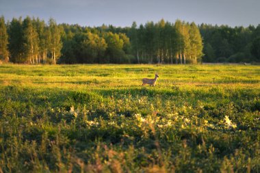 Gün batımında tarlada bir yumurta geyiği. Renkli akşam bulutları. Letonya