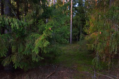 Sonbahar kırsal arazisi. Karanlık orman sahnesi. Gün batımında yosun ve köknar ağaçları. Altın yapraklar yakın plan. Ağaç gövdelerinden güneş ışınları geçiyor. Sıcak akşam ışığı, Letonya.