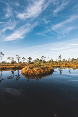 Gün doğumunda kristal berrak göl (bataklık) üzerinde açık mavi gökyüzü. Arka planda çam ağaçları ve funda çiçekleri var. Suyun simetri yansımaları, doğal ayna. Letonya Kemeri Milli Parkı 'nda sonbahar