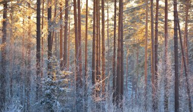 Gün batımında kozalaklı bir ormanda çam ağacı, ladin ve huş ağacı duvarı. Ağaç gövdelerinde parlayan altın akşam güneşi. Karanlık orman peri masalı. Kış Harikalar Diyarı. Finlandiya