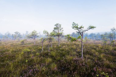 Gün doğumunda bir bataklık. Genç çam ağaçları yakın plan. Sis ve açık mavi sabah gökyüzü. Puslu bir manzara. Kemeri, Letonya