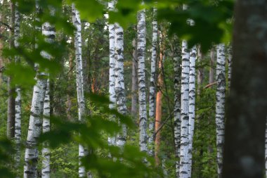 Koyu yeşil orman manzarası. Huş ağaçları yakın plan. Letonya