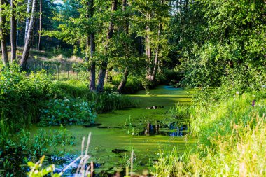 Bataklık ormanı nehri ve gün batımında yeşil ağaçlar. Açık bir yaz günü. Letonya