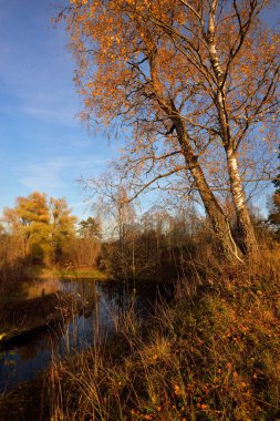 Sonbahar kırsal arazisi. Orman nehri ve arka planda ağaçlar. Gün batımında, Letonya 'da mavi gökyüzüne karşı altın huş ağacı.