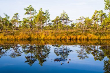 Sabah sisinde kristal berrak göl ve bataklık. Suda yansıma. Parlak mavi gökyüzü. Arka planda çam ağaçları var. Kemeri Milli Parkı, Letonya