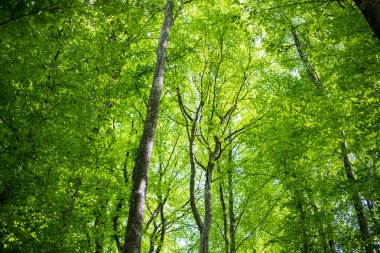 Yaz ormanı manzarası. Yeşil kayın ormanı, yakın ağaçlar. Almanya