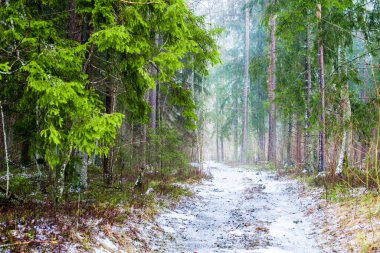 Kış kır manzarası. Ormanda beyaz bir sis. Çam ağaçları ve saf sabah ışığı. Orman yolu. Almanya