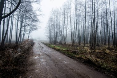 Orman manzarası. Ağaçların arasından geçen toprak bir yol. Bulutlu bir kış gününde sabah sisi. Letonya