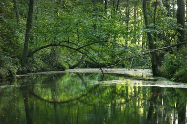 Karışık bir kozalaklı ormanda küçük bir bataklık nehri. Suya yansıyan eski yosunlu ağaçlar ve kütükler. Atmosferik manzara. Letonya