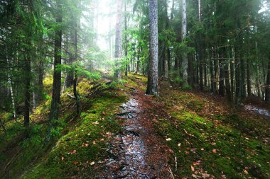 Karla kaplı, gizemli, yemyeşil ormanın içinden geçen yol. Çam, ladin, köknar ağaçları, yakın plan kütükler. Doğa, mevsimler, kış, ekoloji, İsveç 'te çevre koruma. Karanlık atmosferik manzara