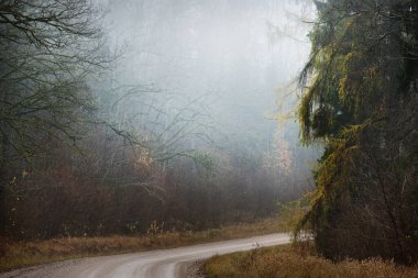 Kır manzarası. Güçlü bir sabah sisinde eski ağaçların arasından geçen boş bir toprak yol. Arka planda orman var. Letonya