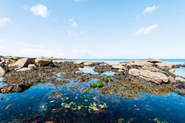 Plouguerneau, Brittany, Fransa 'daki Rocky okyanus kıyısı.