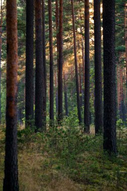 Günbatımında Evergreen çam ormanı. Ağaçların arasından güneş ışınları geliyor. Letonya